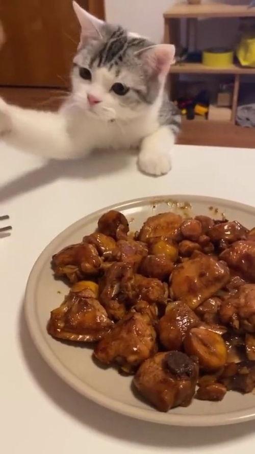 娱乐吃瓜酱鸡抢食,酱鸡抢食，揭秘明星幕后趣事