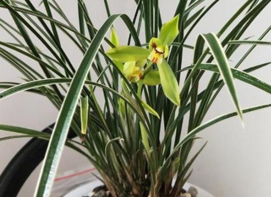 吃瓜娱乐圈小兰花,娱乐圈的甜蜜瓜果，揭秘明星背后的故事