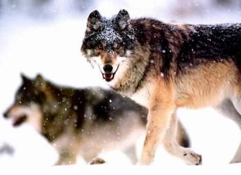 娱乐吃瓜酱狼性,揭秘娱乐圈的狠角色