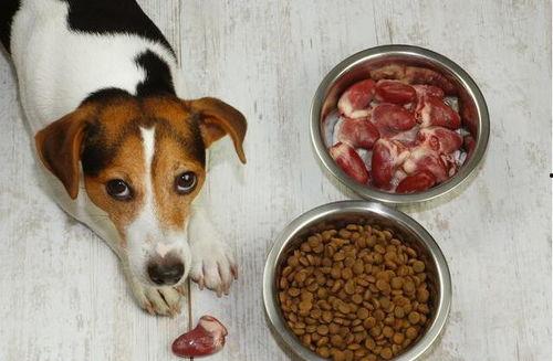 娱乐吃瓜酱狗饭盆,吃瓜酱狗饭盆背后的故事