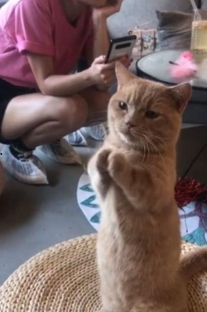 娱乐吃瓜酱猫咪视频,萌态十足，网友直呼“太可爱了！”