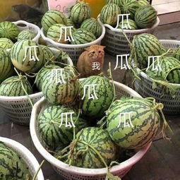 娱乐早吃瓜,揭秘明星幕后故事