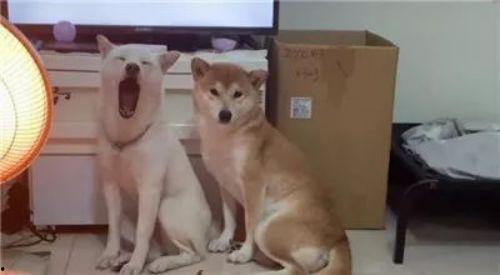 娱乐吃瓜酱中狗妈